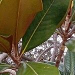 Magnolia grandiflora