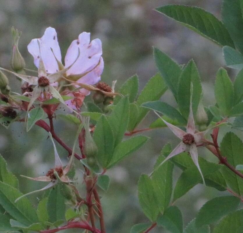 Rosa palustris flower