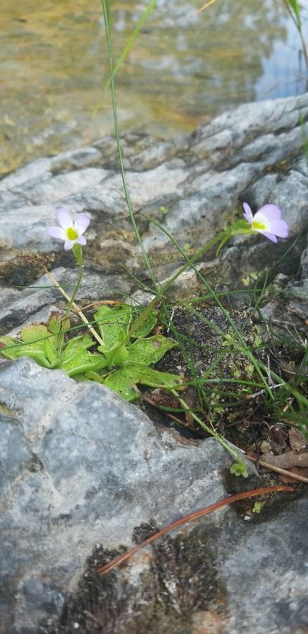 Pinguicula crystallina flower
