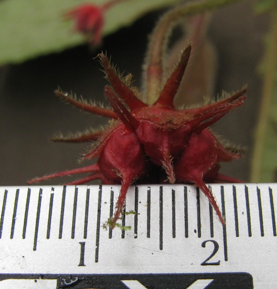 Pavonia penduliflora other