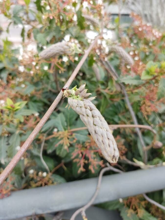 Glycine arenaria fruit