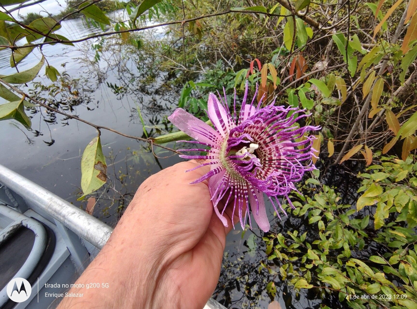 Passiflora phellos flower