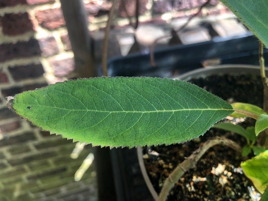 Hydrangea aspera — search result for 'Himalayas'