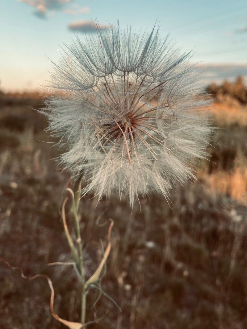 Agoseris grandiflora flower