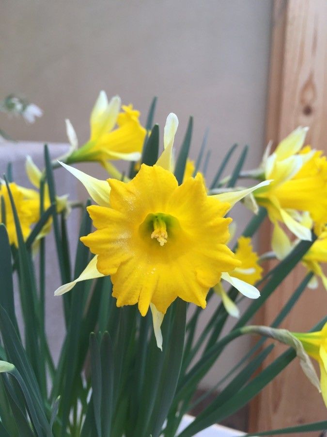 Narcissus confusus flower