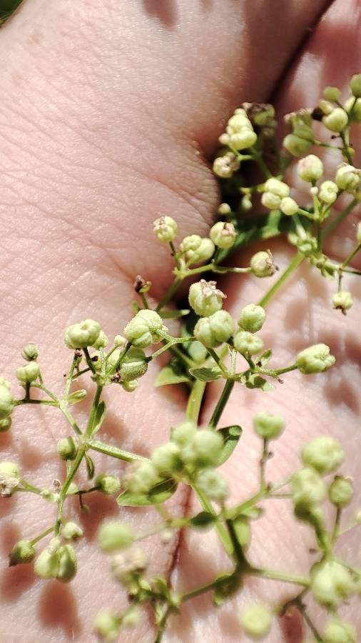 Galium rubioides fruit