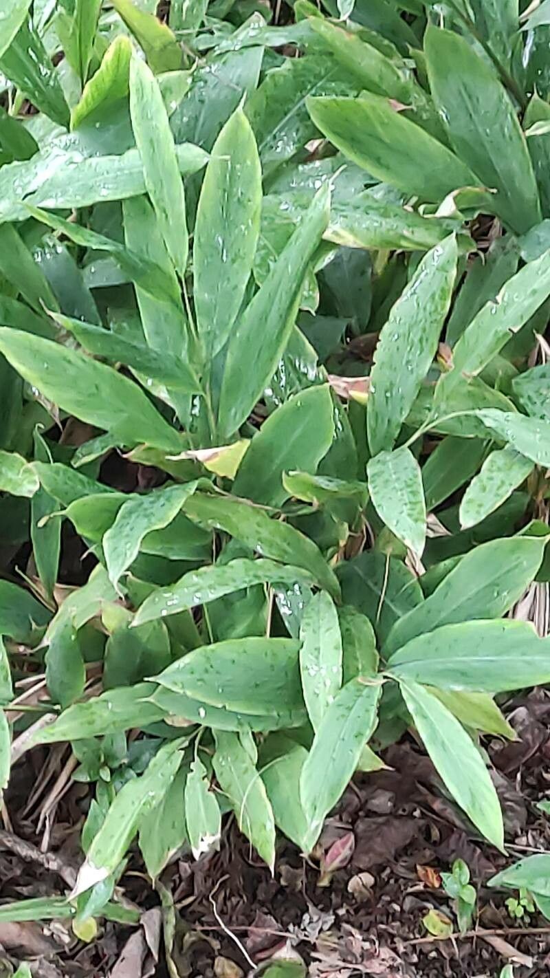 Alpinia nutans leaf