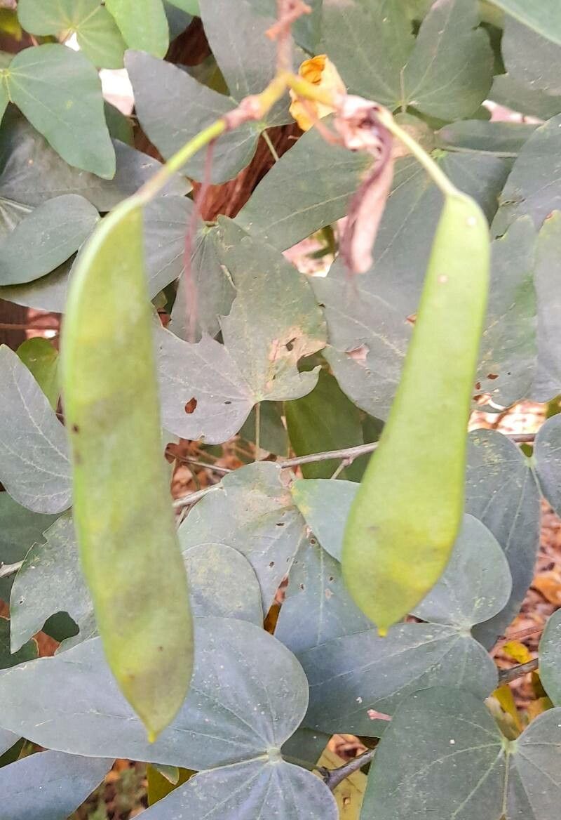 Bauhinia forficata fruit