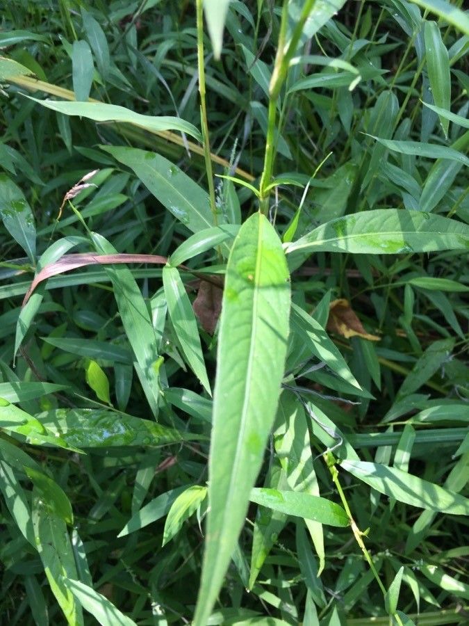 Polygonum setaceum — search result for 'Polygonum'