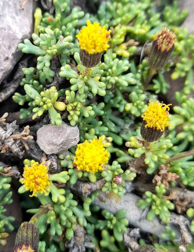 Senecio trifidus flower