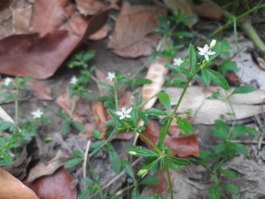 Glinus oppositifolius flower
