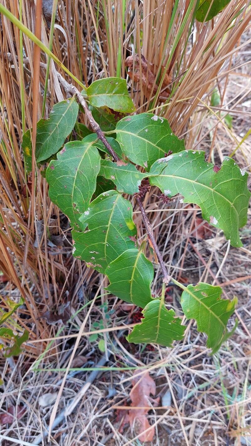 Combretum coccineum leaf