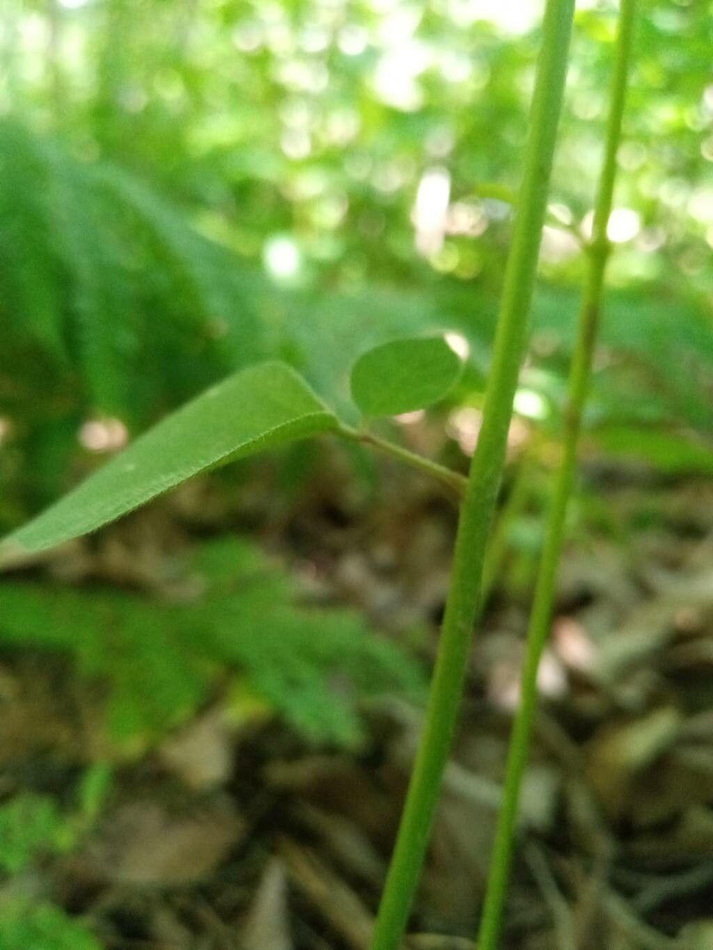 Desmodium nudiflorum bark
