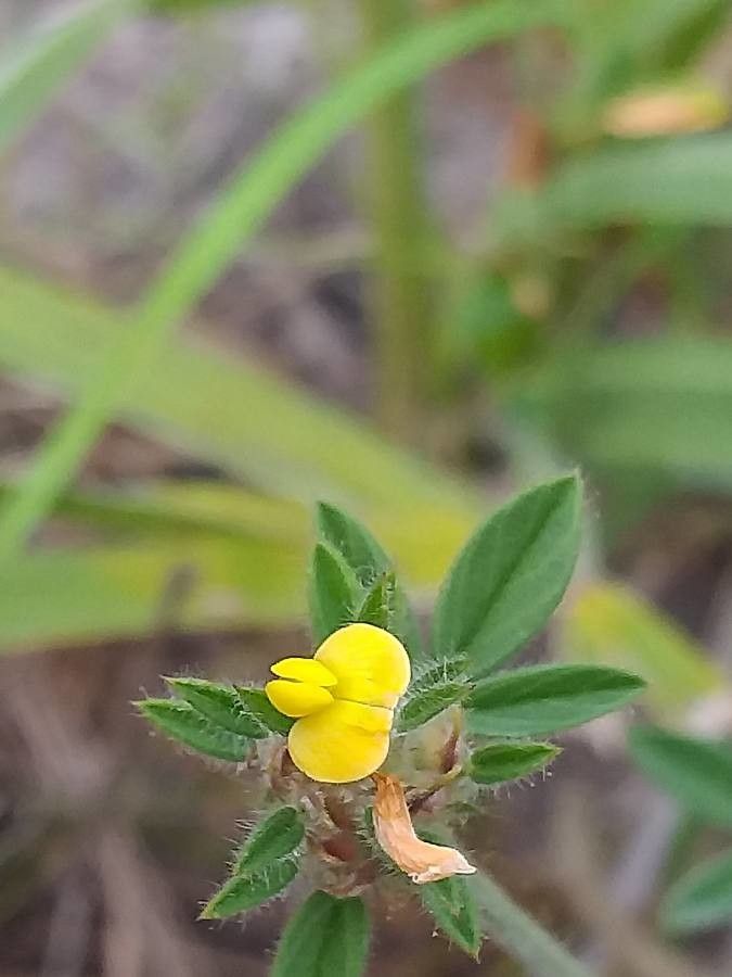 Stylosanthes fruticosa flower