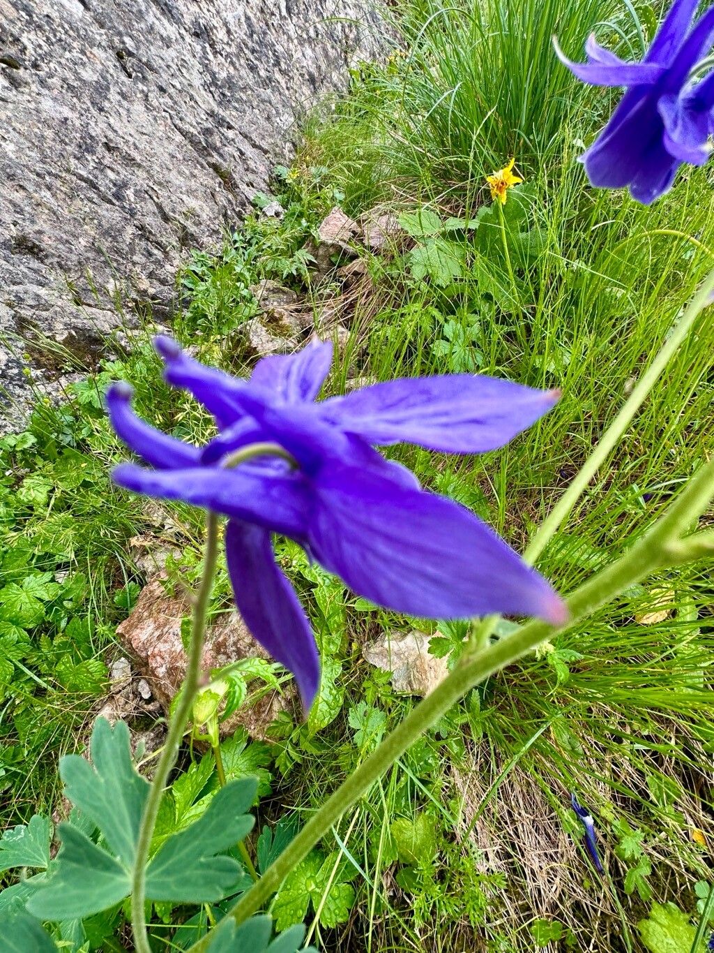 Aquilegia transsilvanica flower