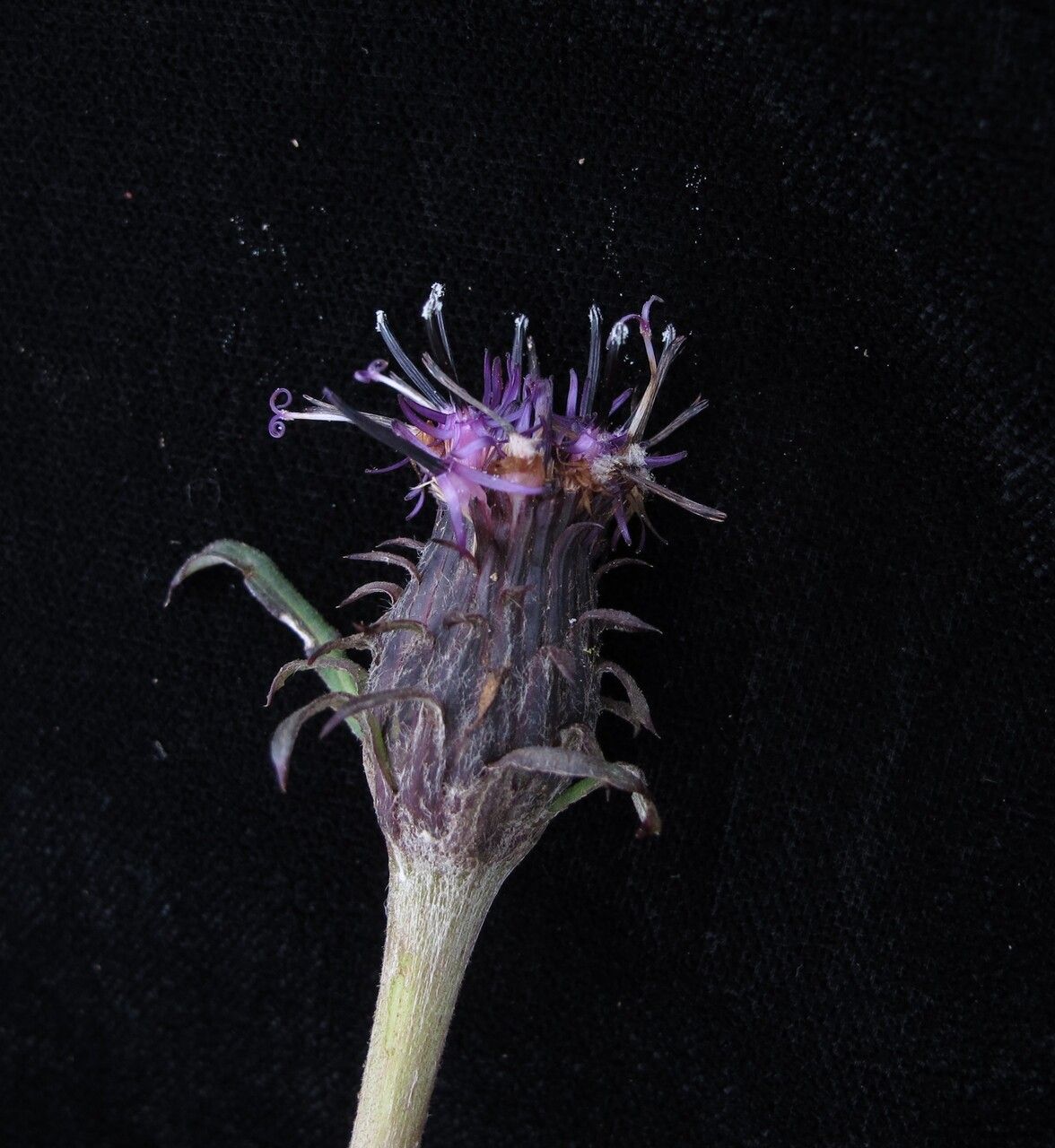Saussurea nimborum flower
