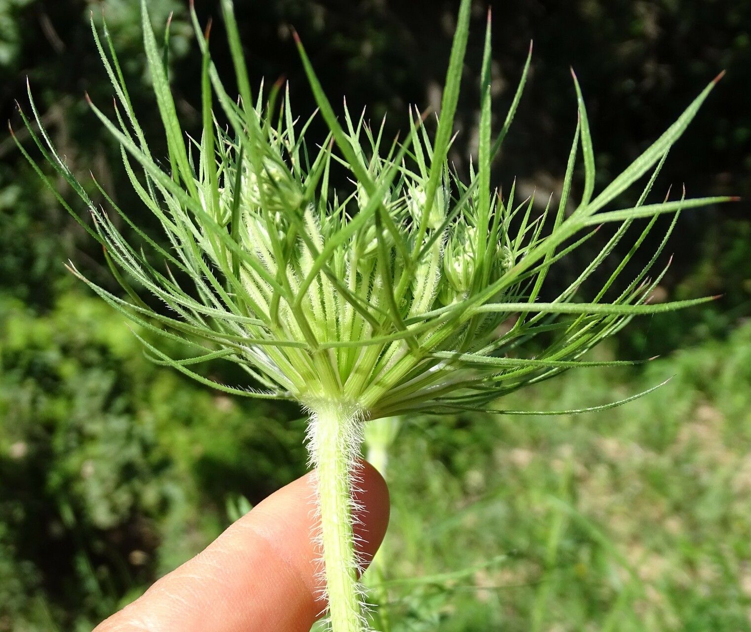 Daucus aureus other