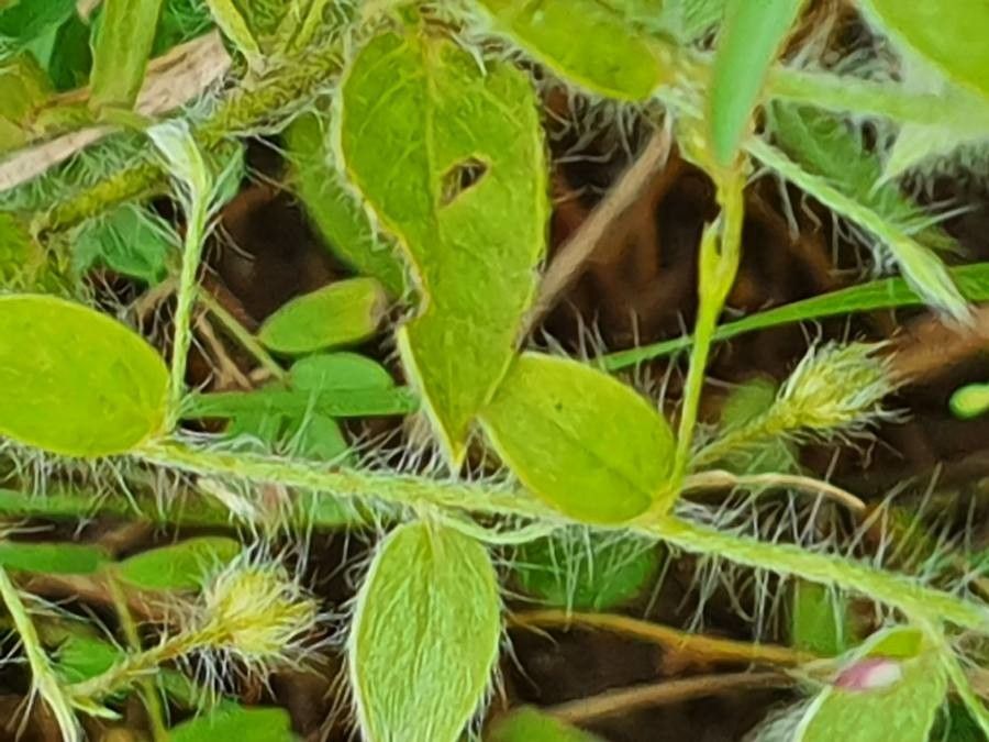 Evolvulus alsinoides fruit