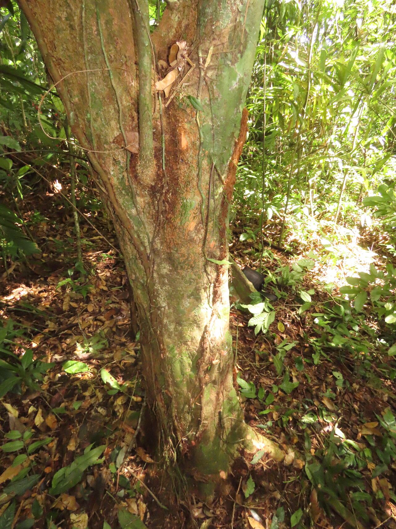 Chrysophyllum brenesii habit