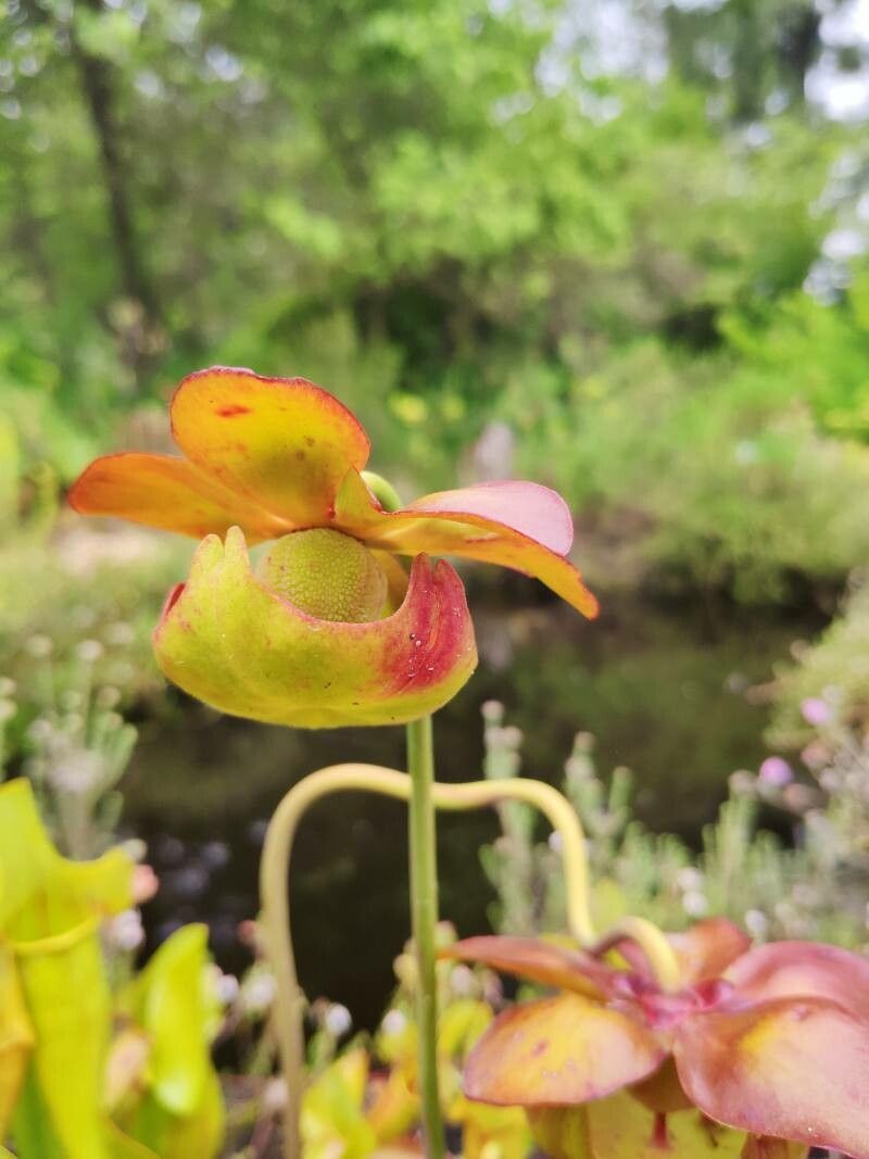 Sarracenia × moorei flower