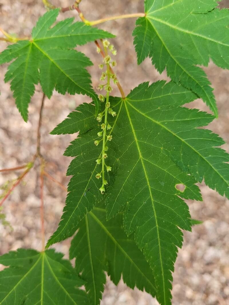 Acer micranthum flower