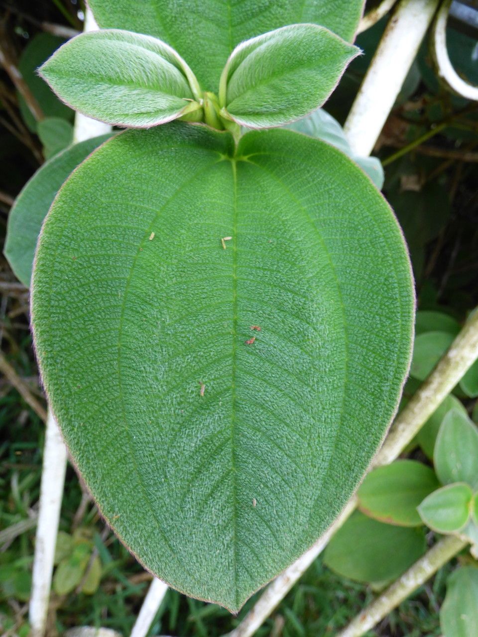 Tibouchina grandifolia leaf