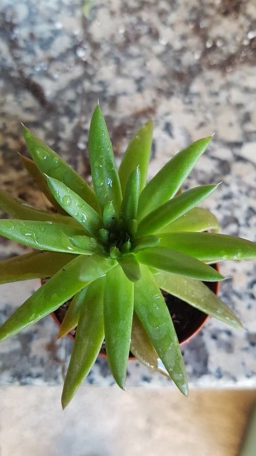 Orostachys japonica flower