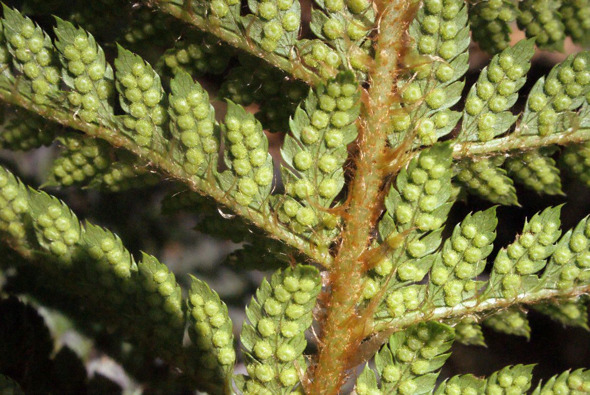 Polystichum wilsonii — search result for 'Polystichum'