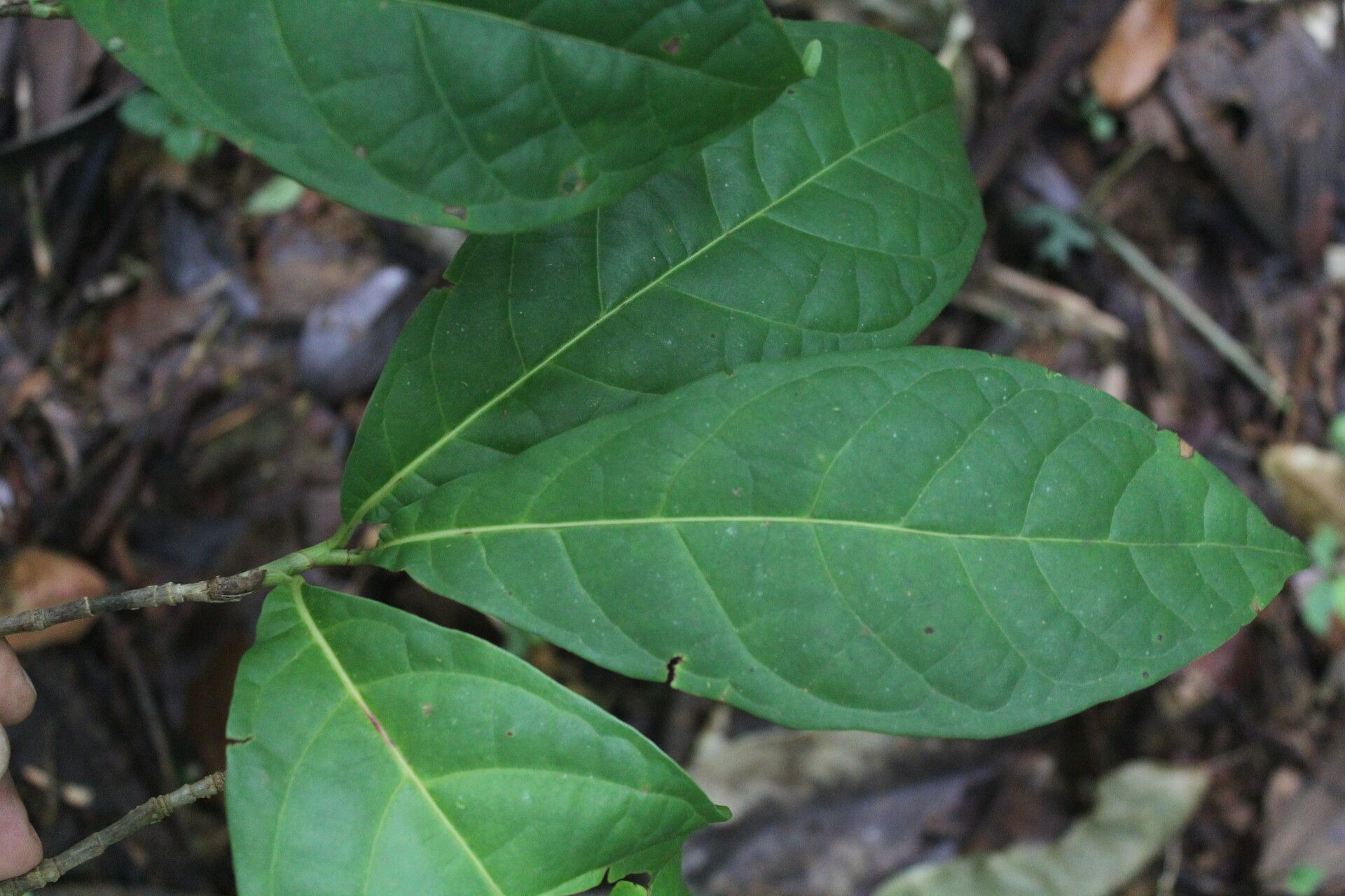 Coccoloba porphyrostachys — houseplant care guide