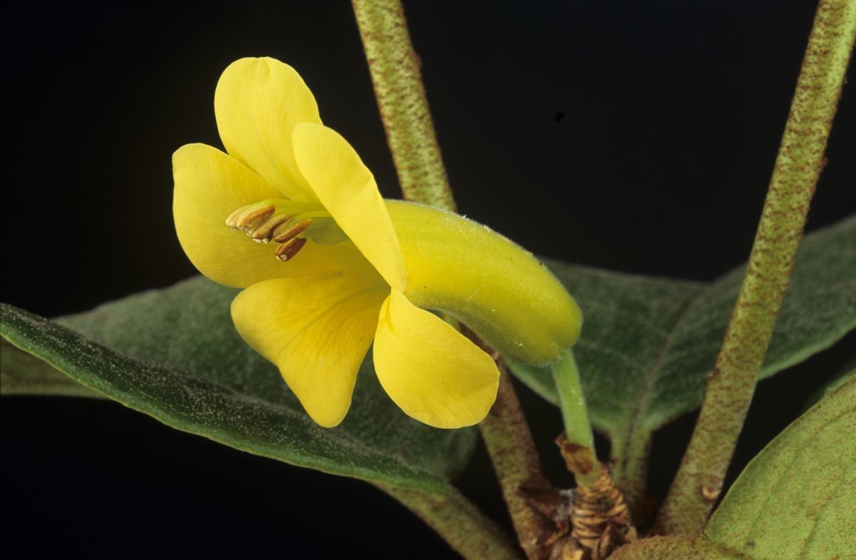 Rhododendron curviflorum flower