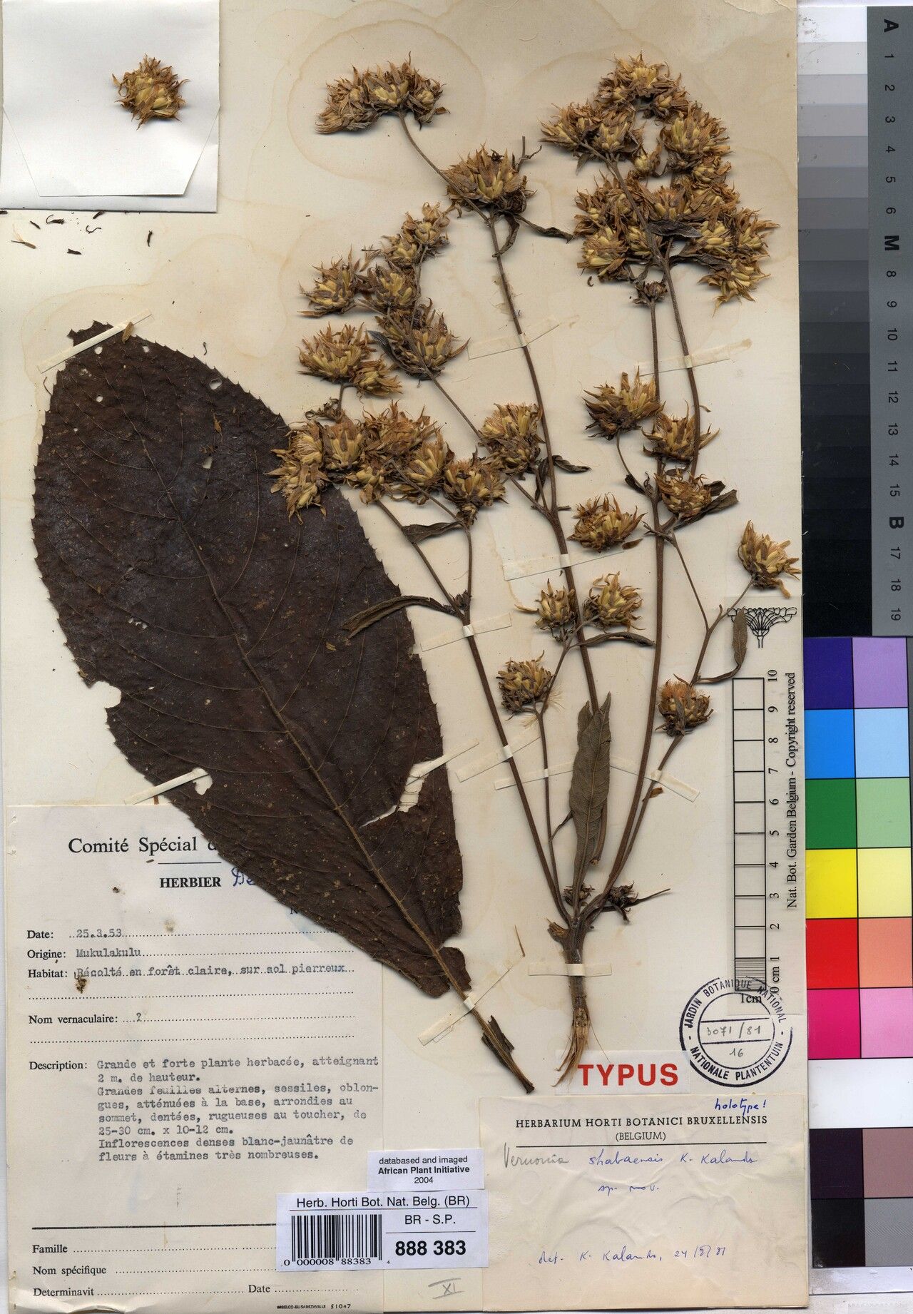 Vernonia shabaensis — houseplant care guide