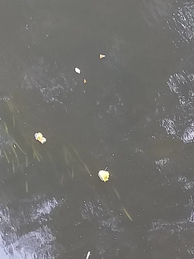 Sparganium emersum — soil improver houseplant