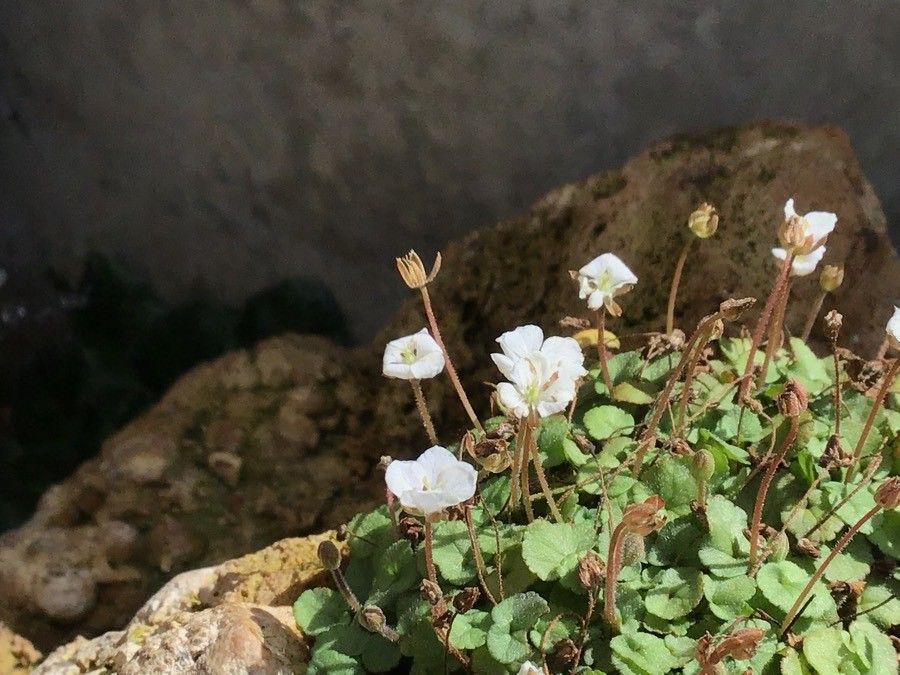 Erodium reichardii flower