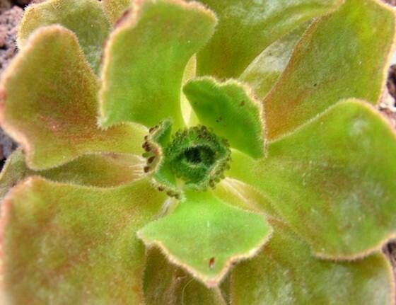 Aeonium smithii — search result for 'Aeonium'