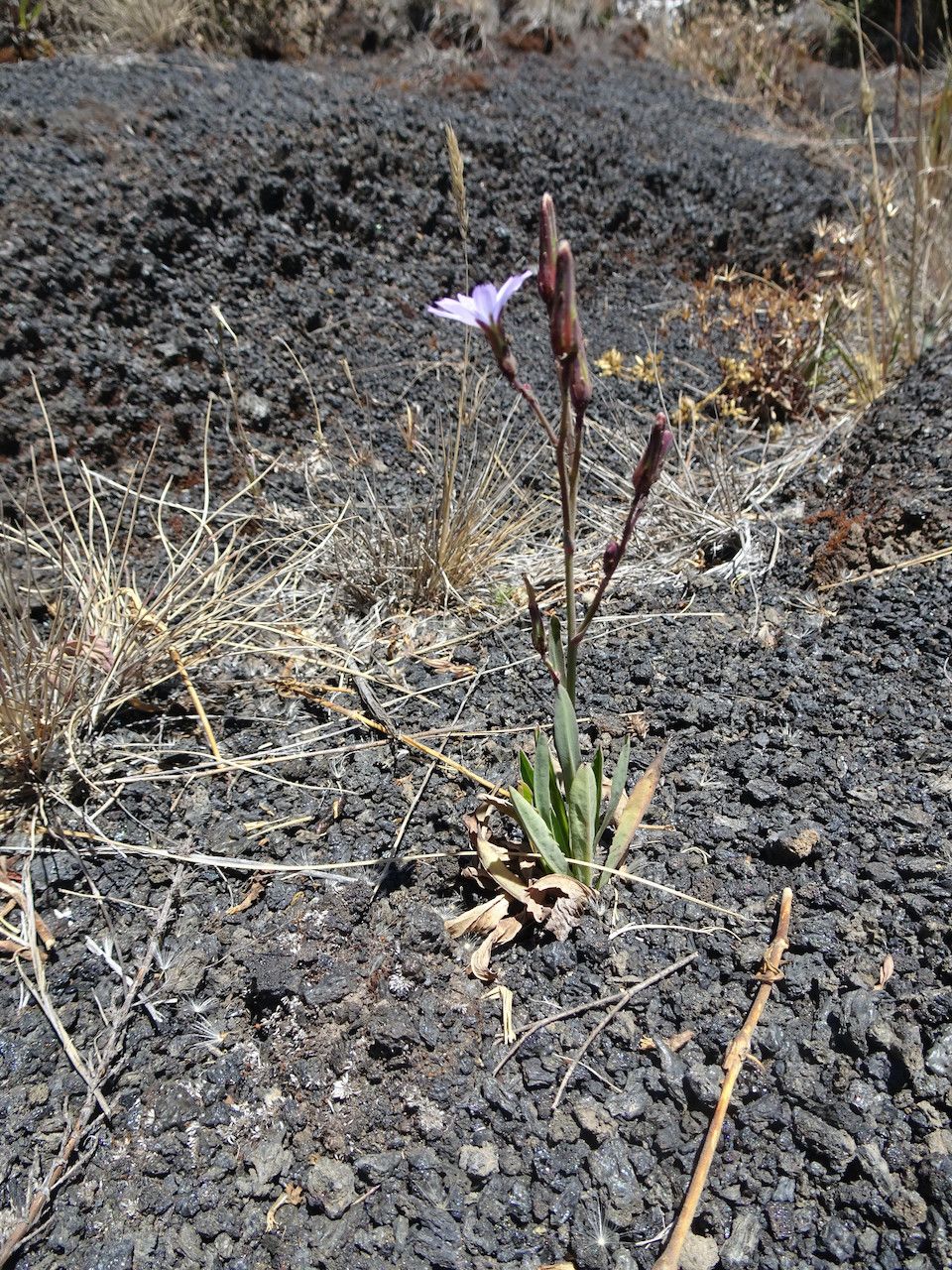 Lactuca inermis habit