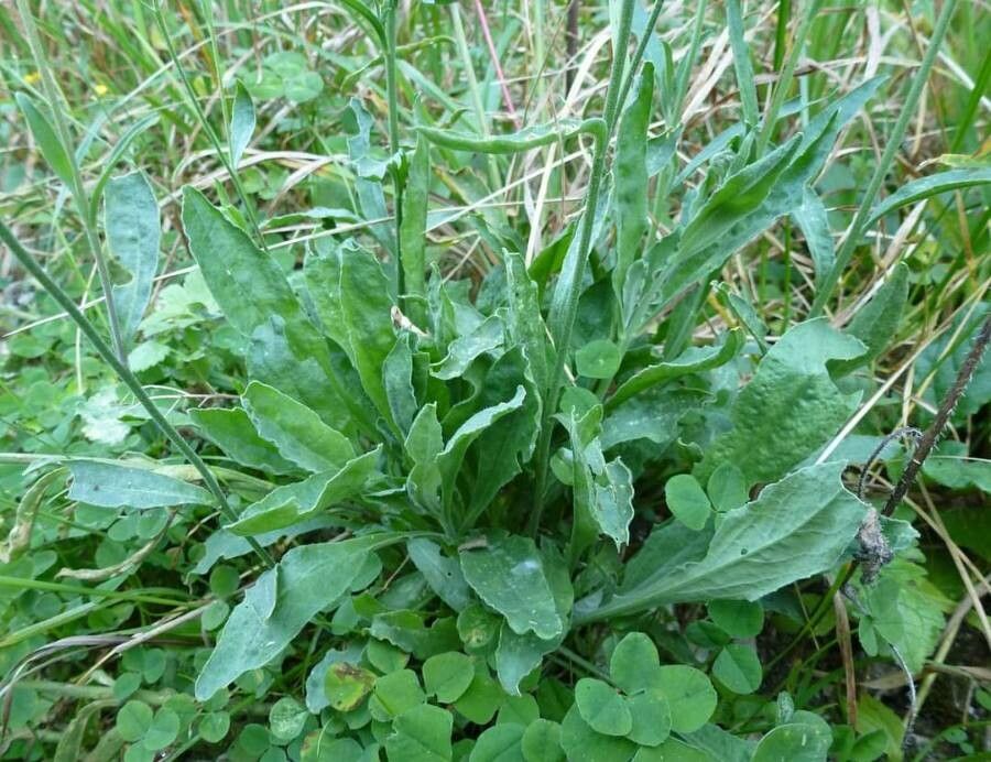 Aurinia corymbosa — related species from the same genus