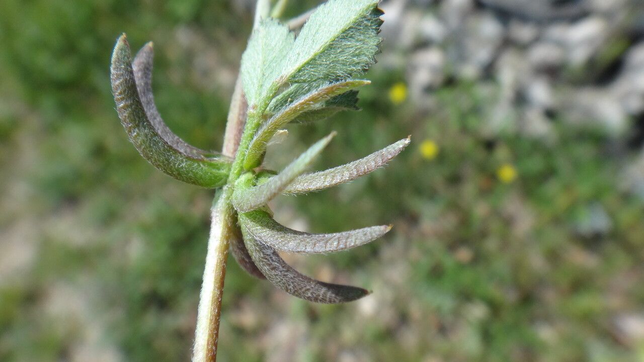 Trigonella monspeliaca fruit