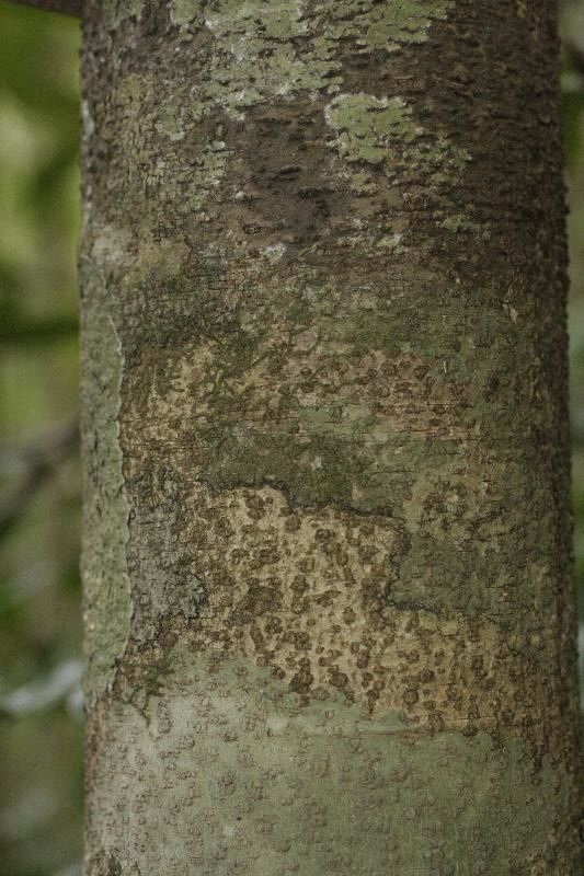 Licania parvifructa bark