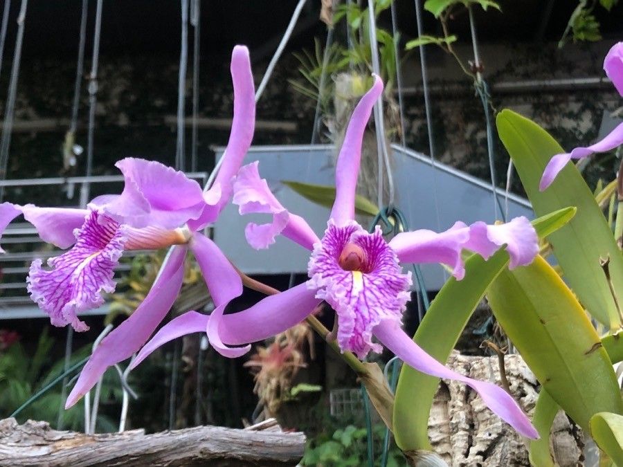 Cattleya maxima flower