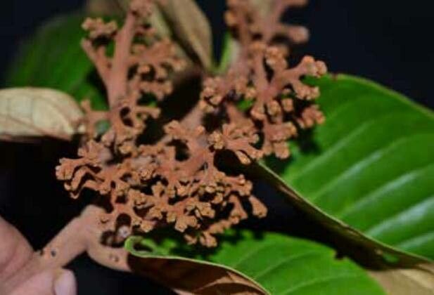 Miconia elata flower