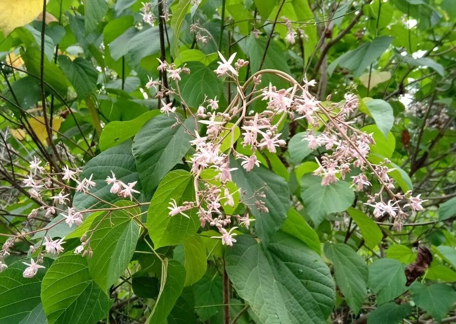 Kleinhovia hospita flower
