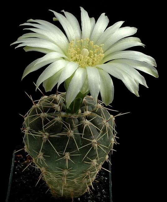 Gymnocalycium reductum — search result for 'Gymnocalycium'