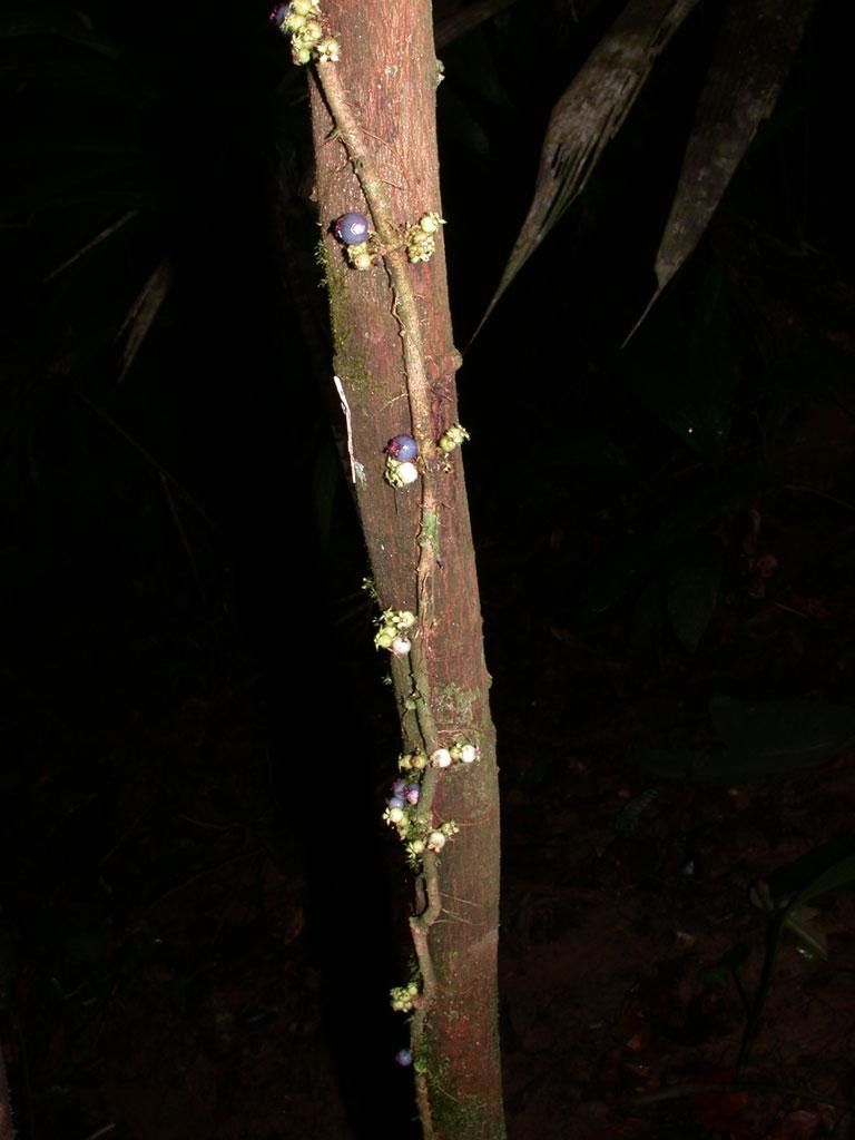 Clidemia epiphytica bark