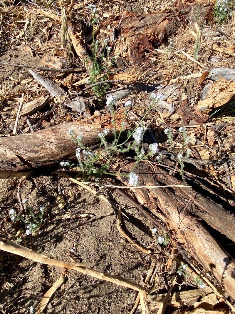 Cryptantha flaccida — search result for 'Cryptantha'