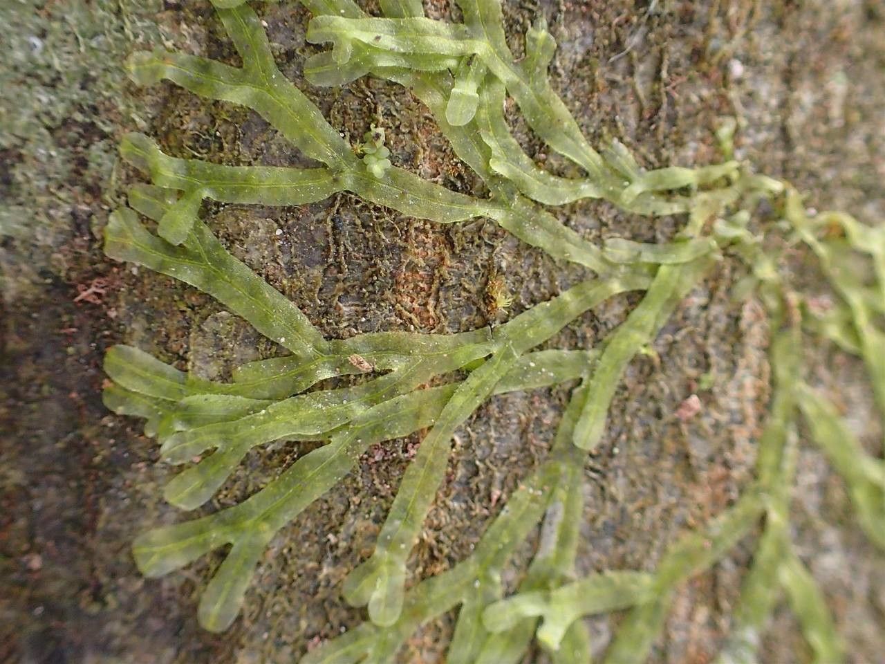 Metzgeria furcata bark
