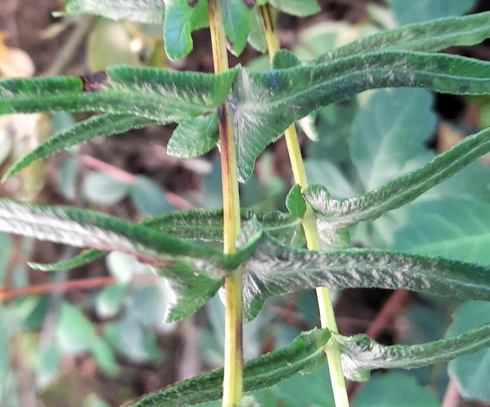 Blechnum hastatum leaf