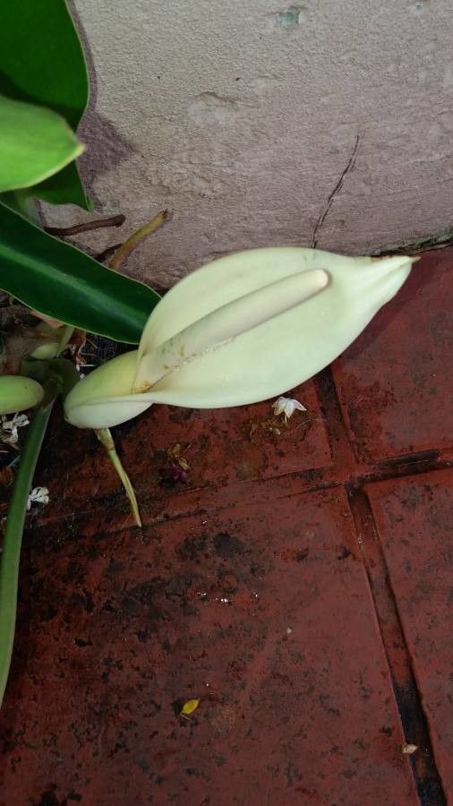 Philodendron renauxii — pet friendly houseplant