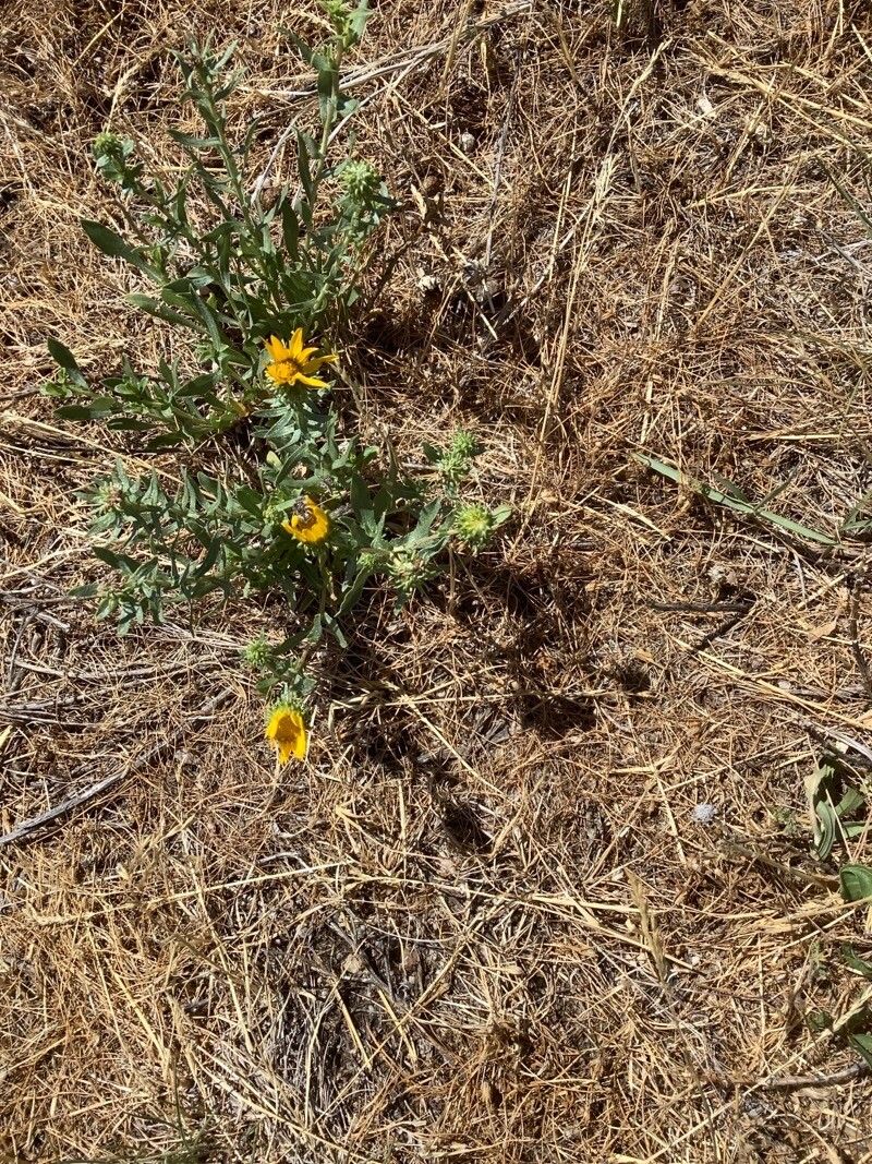 Grindelia squarrosa