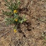 Grindelia squarrosa