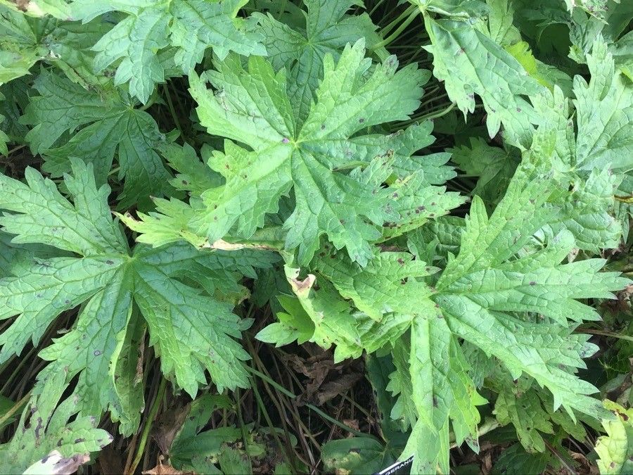 Geranium psilostemon — search result for 'Armenia'